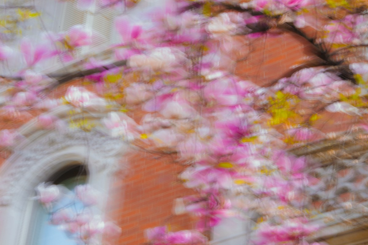 Magnolia. Anastasiia Buchinskaia Fotografa Milano