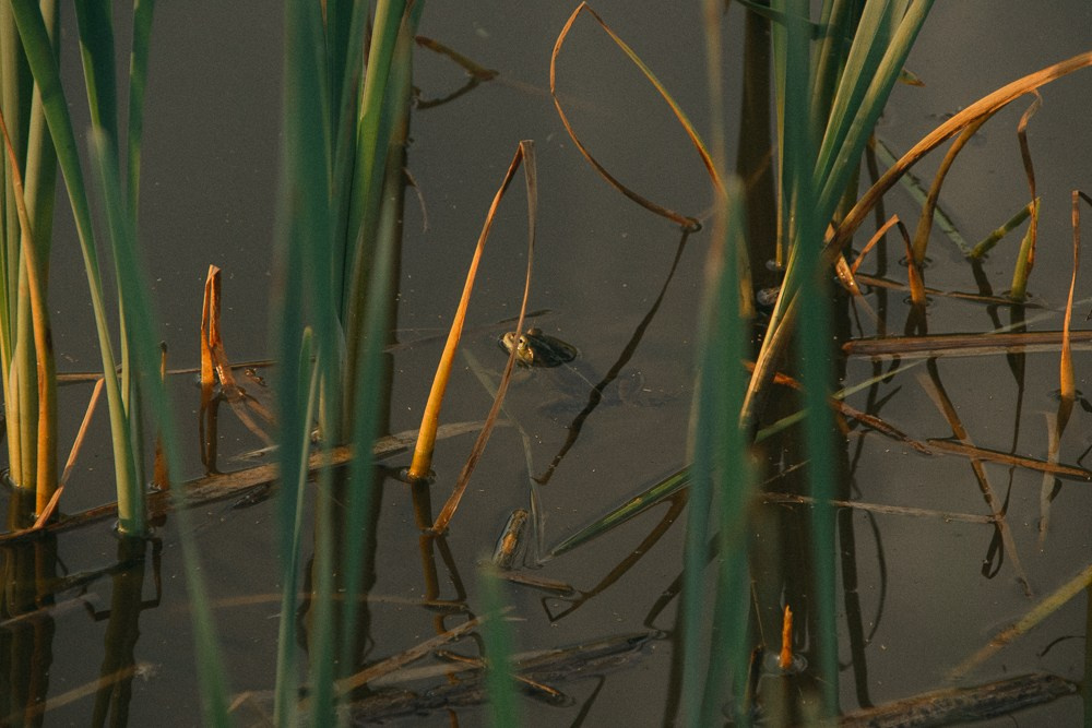 Under sunset light. Анастасия Бучинская фотограф в Милане