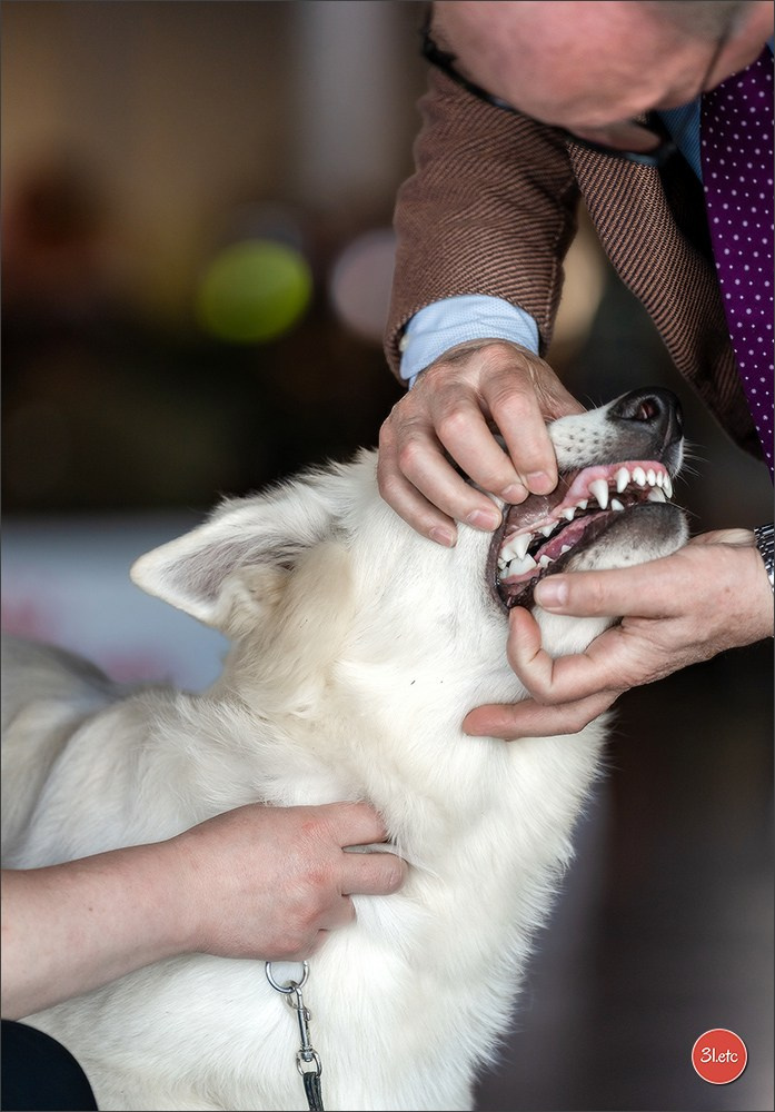 Expo canine 🇫🇷 Valence 02-03/05/2026