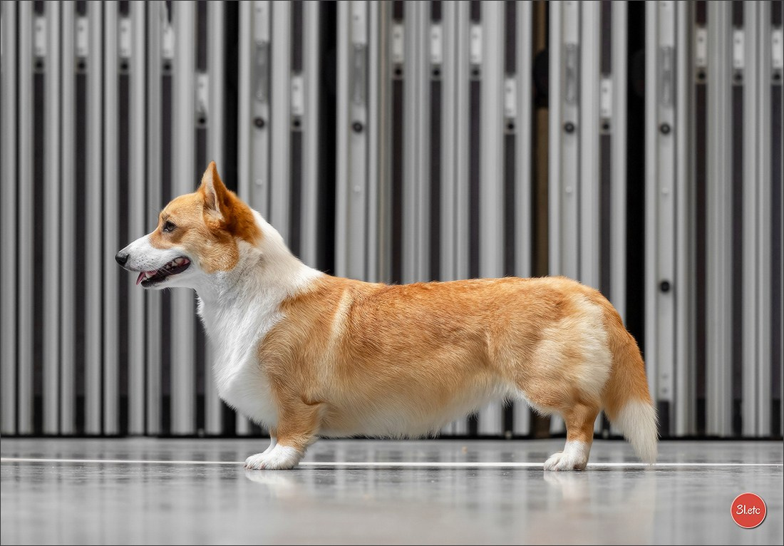 Dog Show Liege 🇧🇪 19-29/07/2025. Photographe à Strasbourg | Portraits, Studio, Enfants, Événements