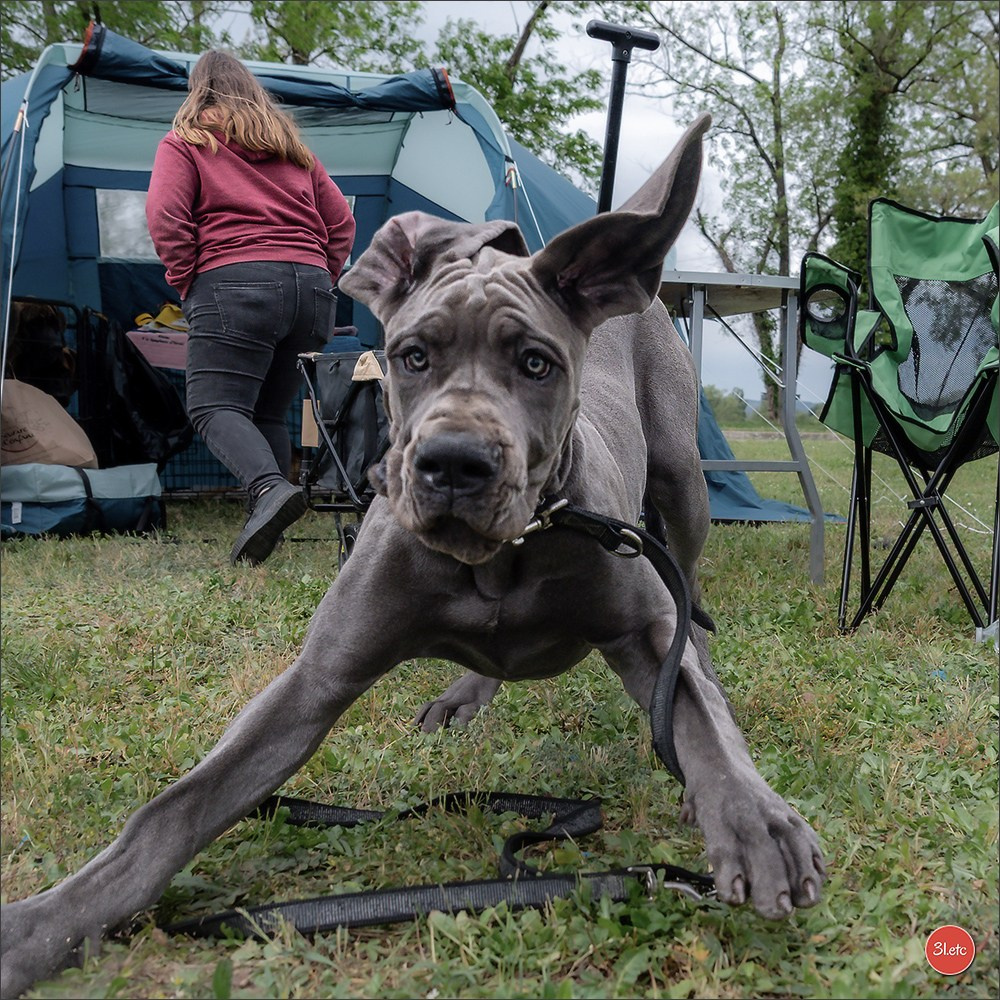 Expo canine 🇫🇷 Valence 02-03/05/2026