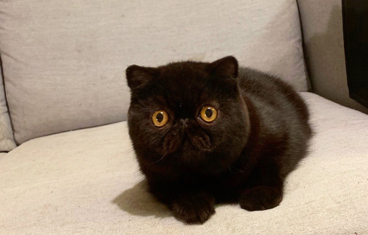 LEMON GREEN SIBERIANS MOLLY