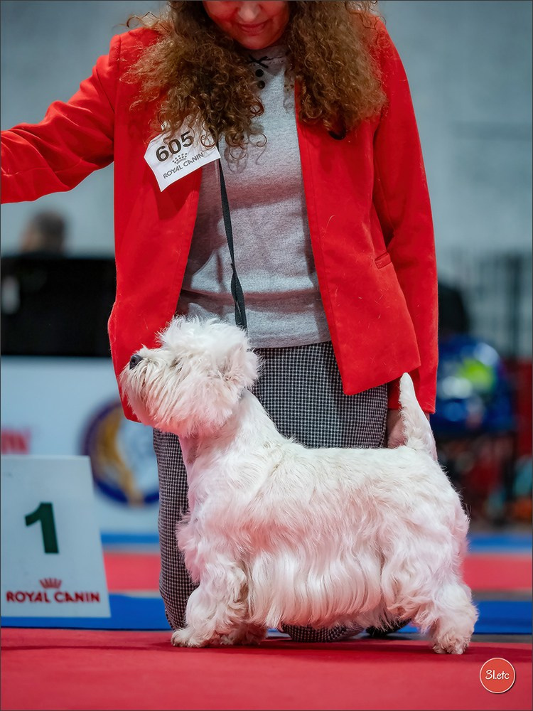 🇫🇷  Angers  🇫🇷  Expo canine  21-22/03/2026. Photographe à Strasbourg | Portraits, Studio, Enfants, Événements