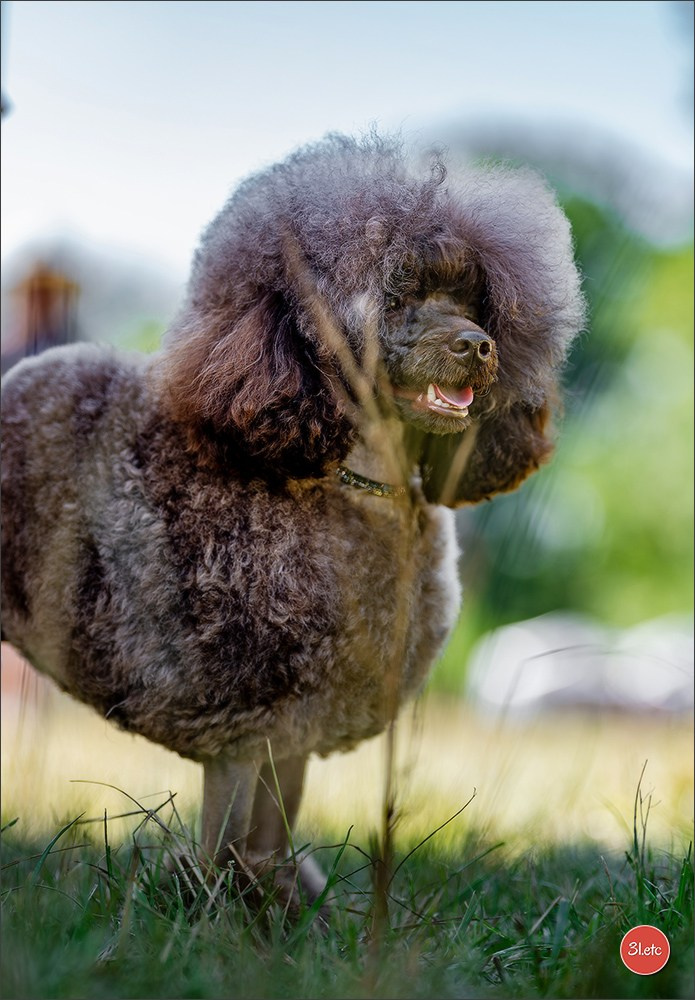 Dog Show - Hallbergmoos 🇩🇪 11-12/07/2026
