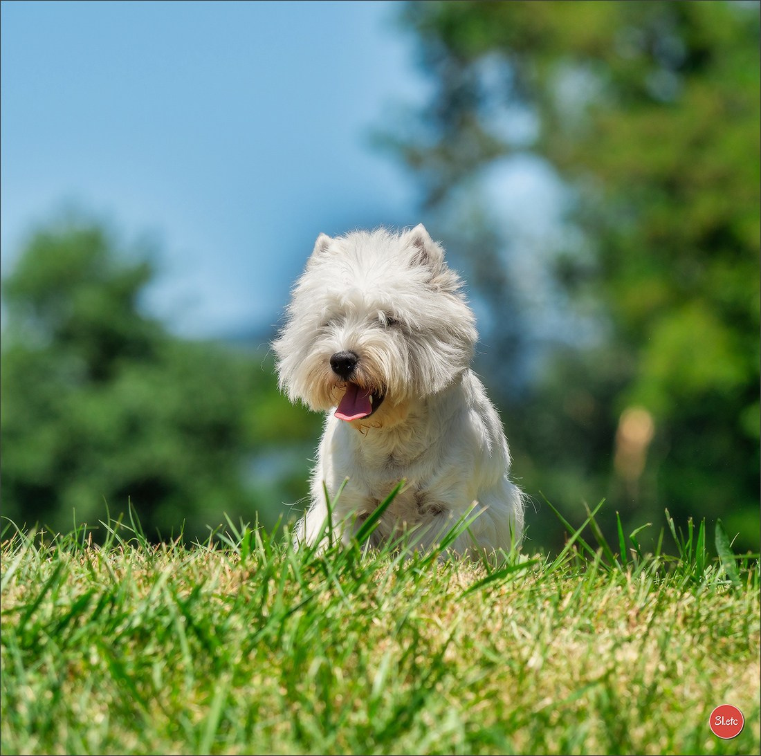🇨🇭 Geneva Dog Show 15-17/11/2024. Photographe à Strasbourg | Portraits, Studio, Enfants, Événements