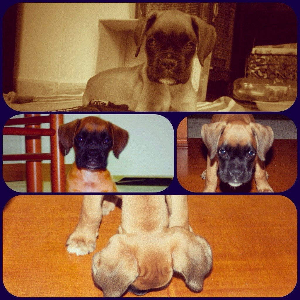 My ״Star״ Boxer Dog