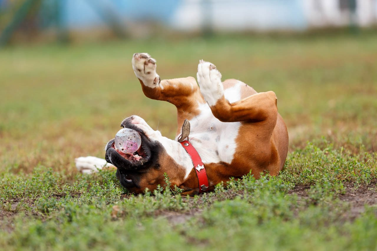 Razigrani pas bokser u igri sa lopticom se valja u travi – vesela fotografija kućnog ljubimca