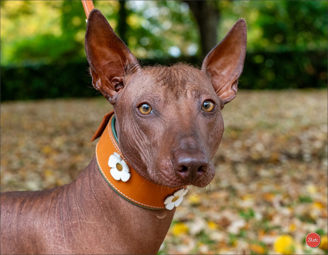 Expo canine 🇫🇷 Poitiers 18-19/10/2025. Photographe à Strasbourg | Portraits, Studio, Enfants, Événements