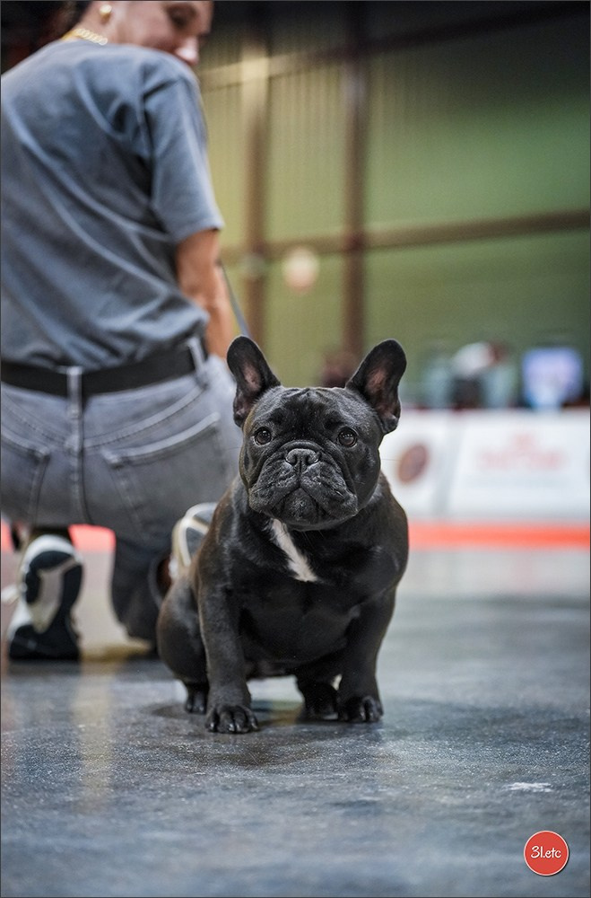Expo canine 🇫🇷 Martigues 18-19/04/2026