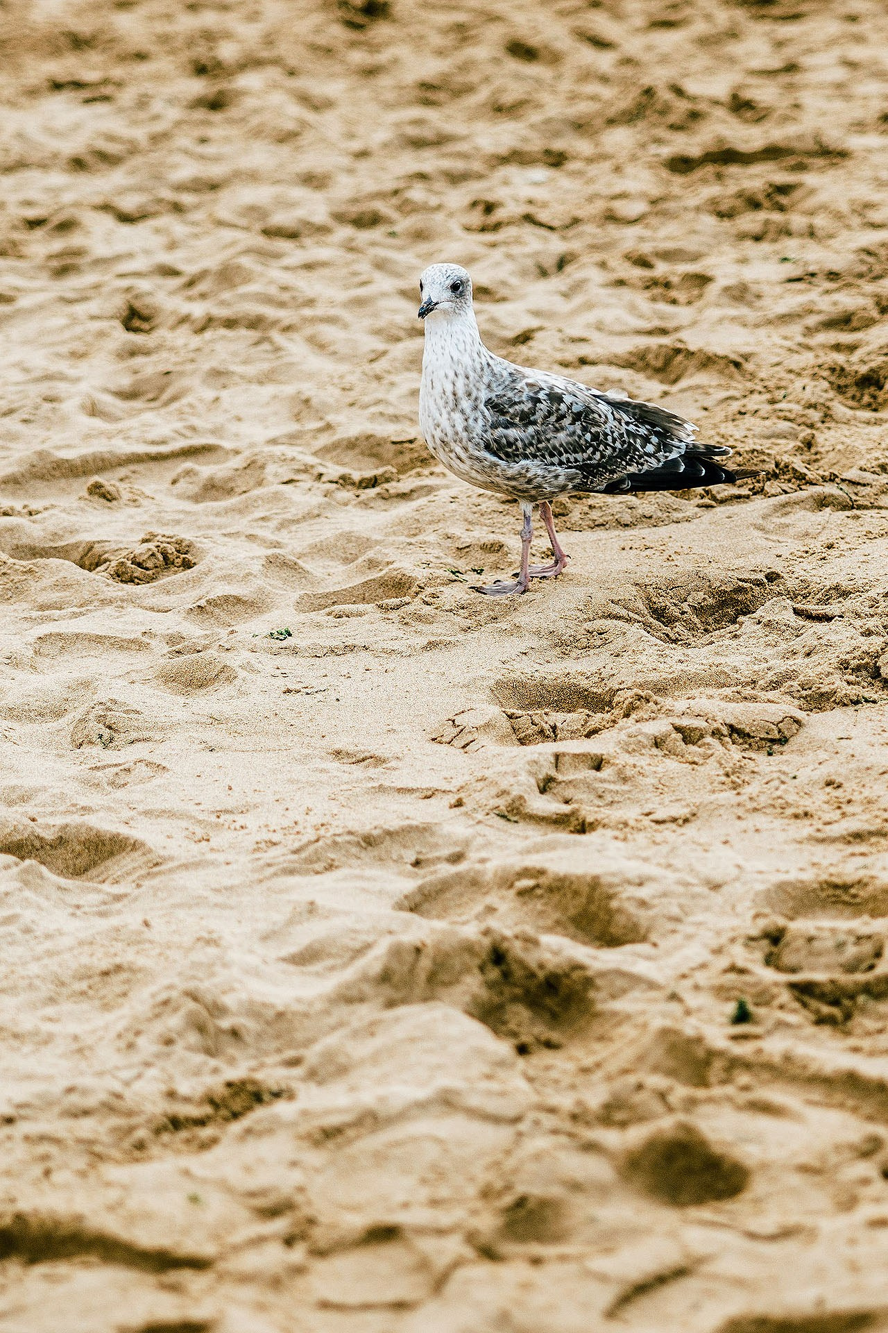 Botany Bay | Family Photographer in London and Kent