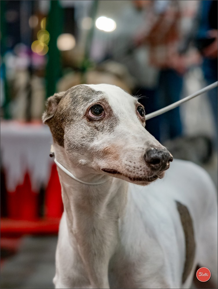 13-14.12.2025   🇧🇪   Brussels Dog Show. Photographe à Strasbourg | Portraits, Studio, Enfants, Événements