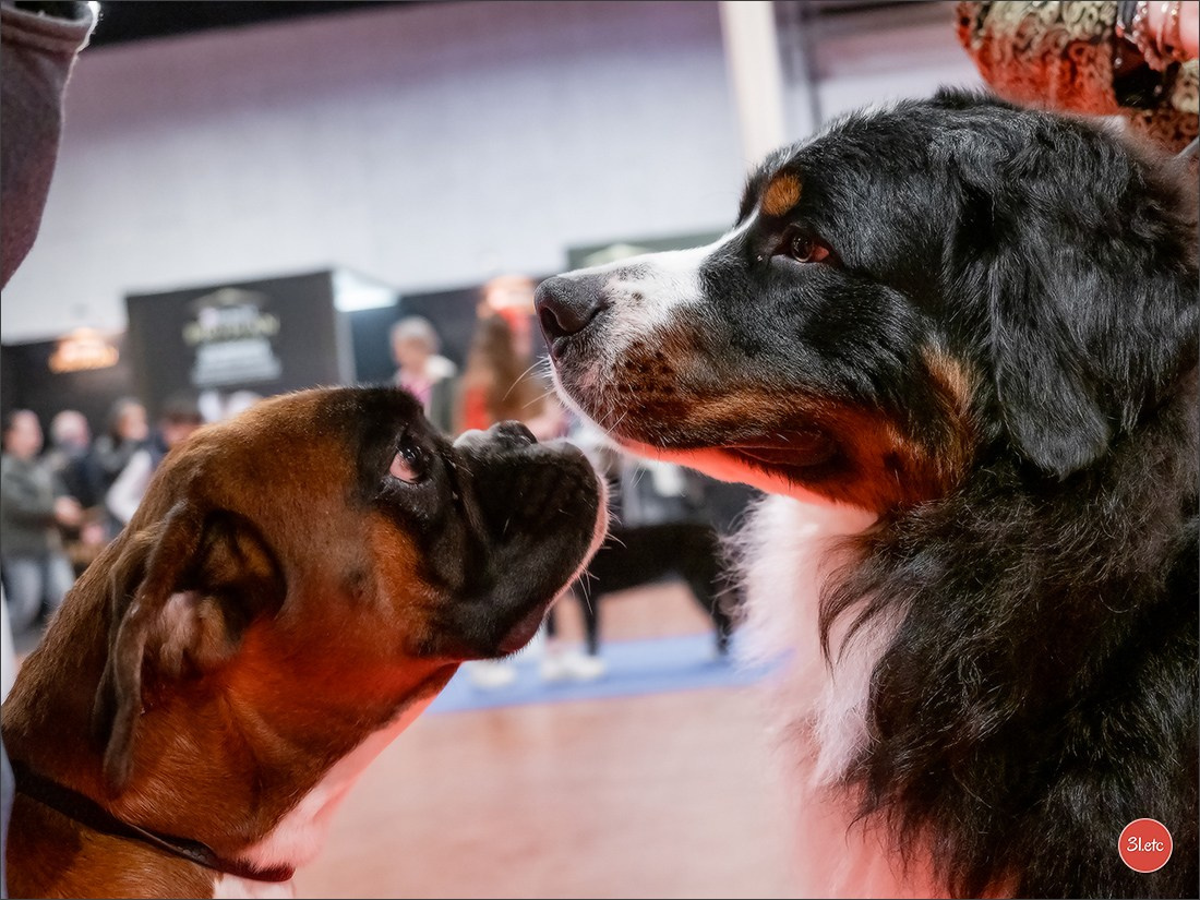Expo canine  🇫🇷  Angers  22-23/03/2025. Photographe à Strasbourg | Portraits, Studio, Enfants, Événements
