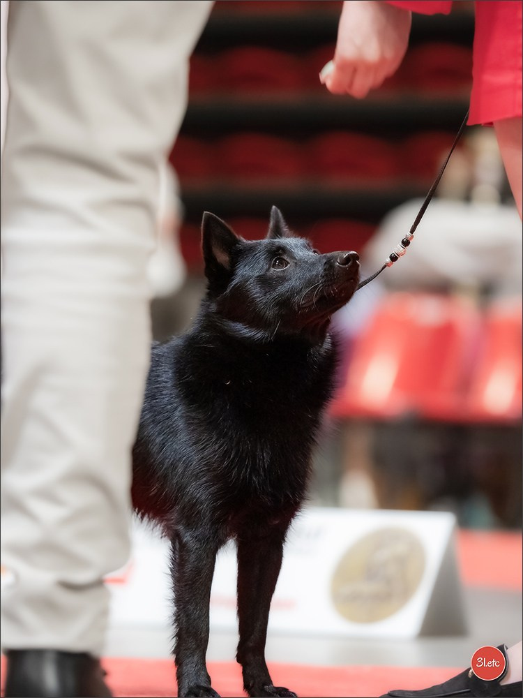 Photographie animalière. Photographe à Strasbourg | Portraits, Studio, Enfants, Événements