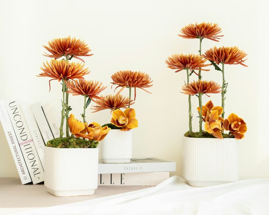 Orange flowers in white pots arranged beside books on a white shelf