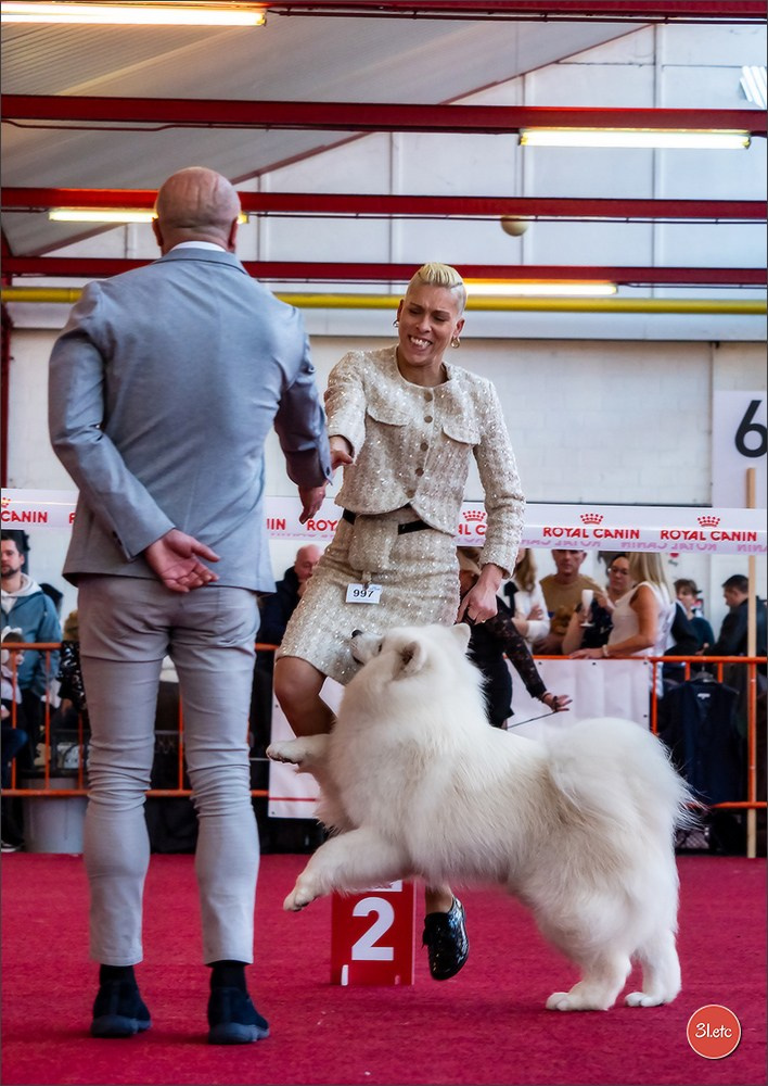 À l'exposition de Mouscron 🇧🇪 #dogshow #dogsphotography #expocanine #photopets #pets #dogs #aminalier #animals #mouscron #mouscron2025. Photographe à Strasbourg | Portraits, Studio, Enfants, Événements