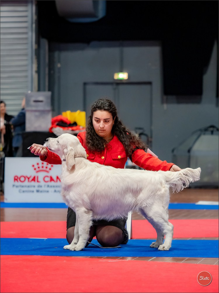 🇫🇷  Angers  🇫🇷  Expo canine  21-22/03/2026. Photographe à Strasbourg | Portraits, Studio, Enfants, Événements