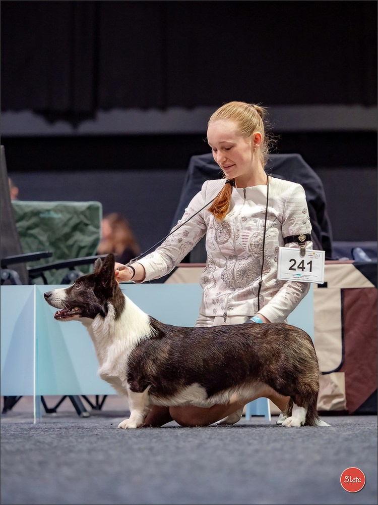 Dog Show Offenbourg  🇩🇪  14-15/03/2026. Photographe à Strasbourg | Portraits, Studio, Enfants, Événements