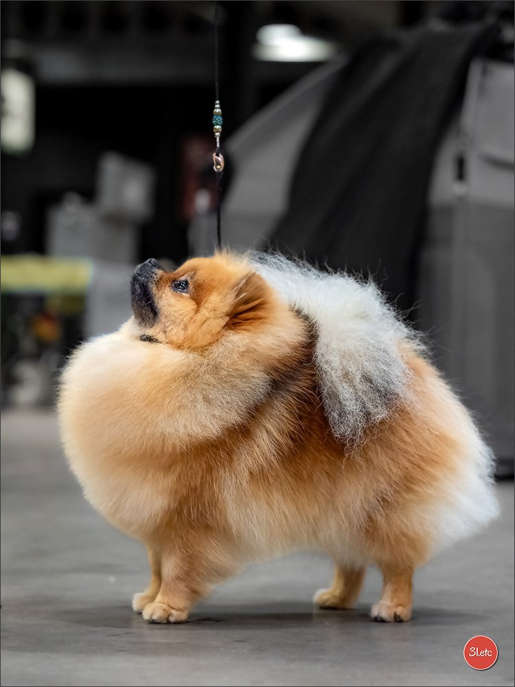 🇱🇺 LUXEMBOURG 🇱🇺 International Dog Show 🇱🇺 30/08 - 31/08/2025. Photographe à Strasbourg | Portraits, Studio, Enfants, Événements