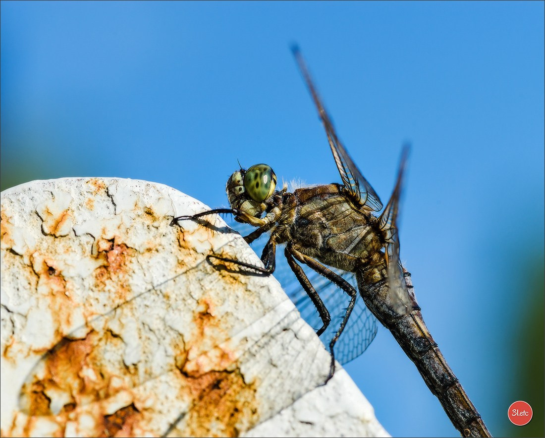 Photographie animalière. Photographe à Strasbourg | Portraits, Studio, Enfants, Événements