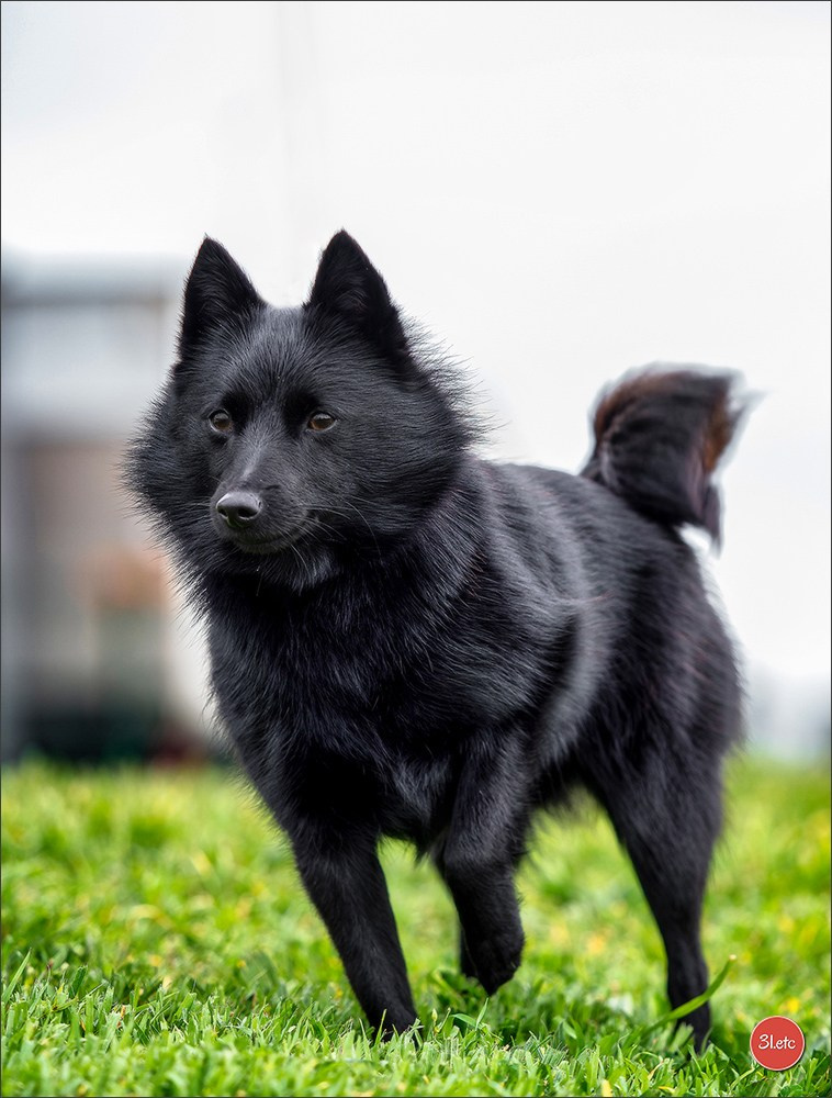 Expo canine 🇫🇷 Angers 22-23/03/2025. Photographe à Strasbourg | Portraits, Studio, Enfants, Événements