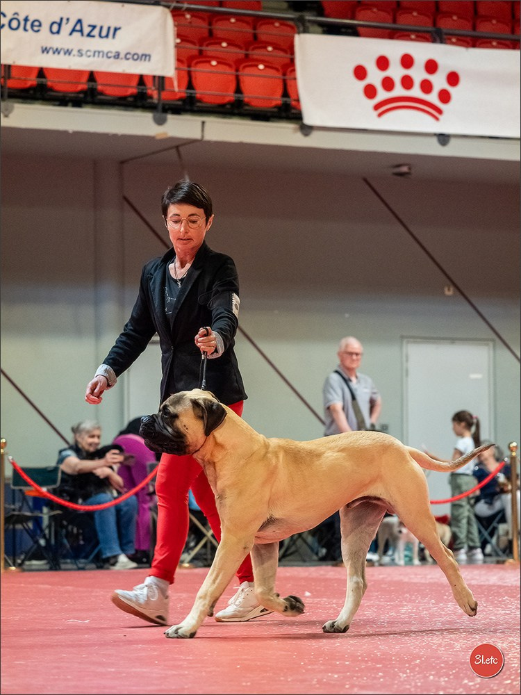 Expo canine 🇫🇷 Martigues  19-20/04/2025. Photographe à Strasbourg | Portraits, Studio, Enfants, Événements