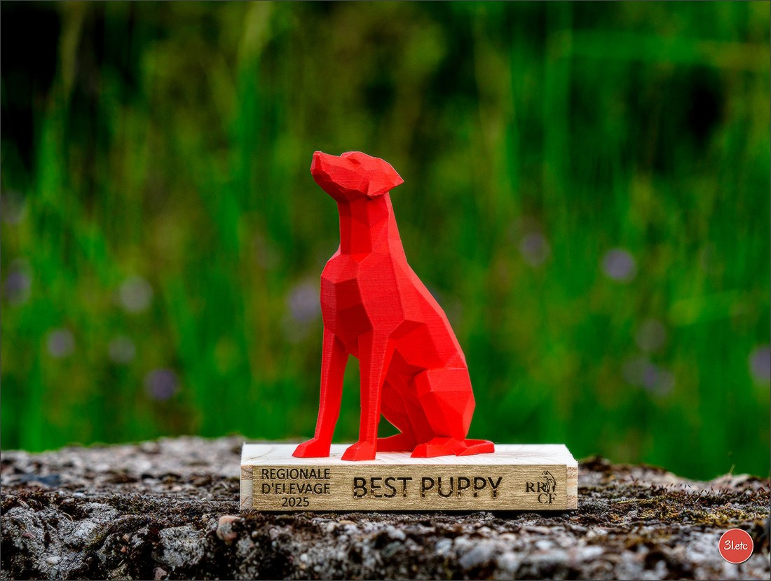 R.E. Rhodesian Ridgeback - Belleau (54) Expo canine Nancy  🇫🇷  24/05/2025. Photographe à Strasbourg | Portraits, Studio, Enfants, Événements