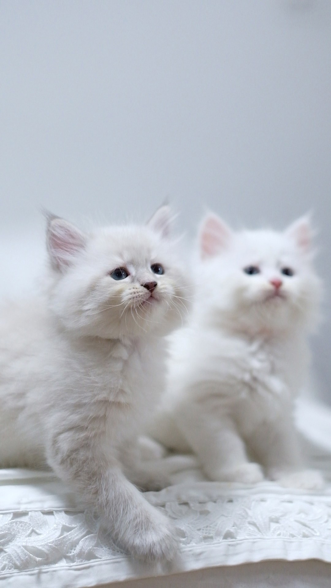 N-Altair. SIBERIALIS: Katzenzucht von Sibirischen und Neva Masquarade Katzen
