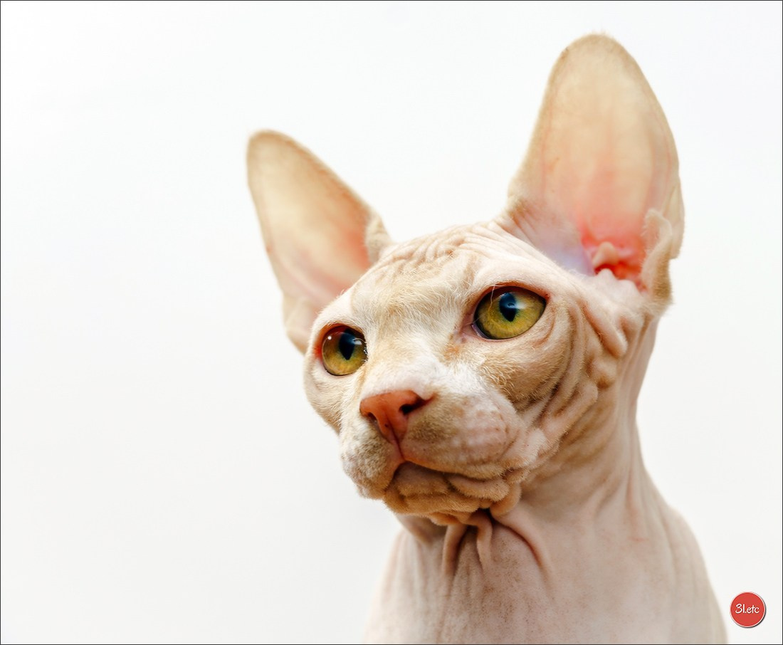 Photographie animalière. Photographe à Strasbourg | Portraits, Studio, Enfants, Événements