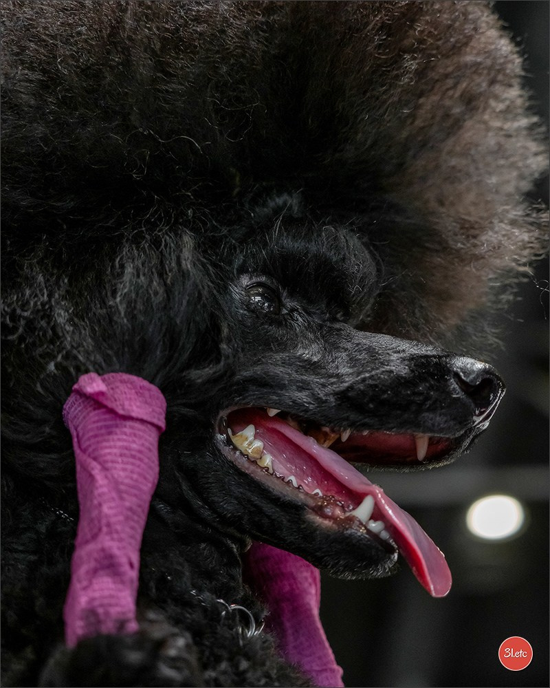 Expositions canines des 6 & 7 avril 2024 NDS Mulhouse, France. Photographe à Strasbourg | Portraits, Studio, Enfants, Événements