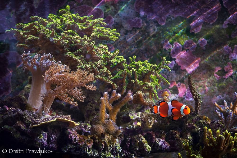 LEMMIKLOOMADE PILDISTAMINE