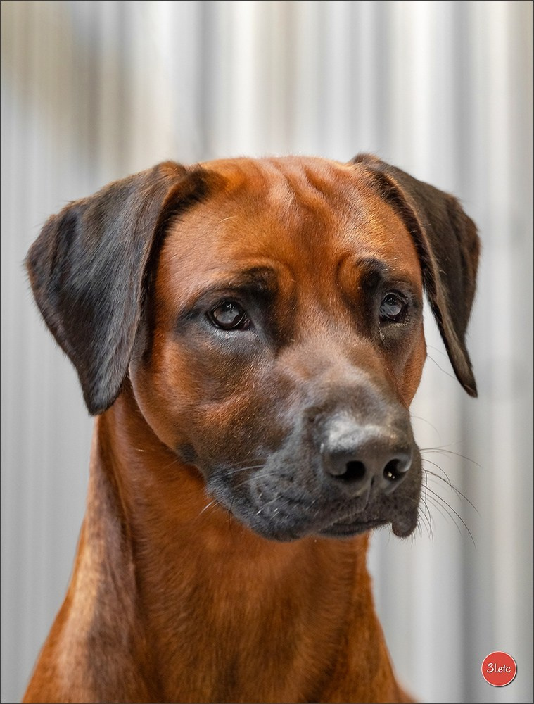 Photographie animalière. Photographe à Strasbourg | Portraits, Studio, Enfants, Événements