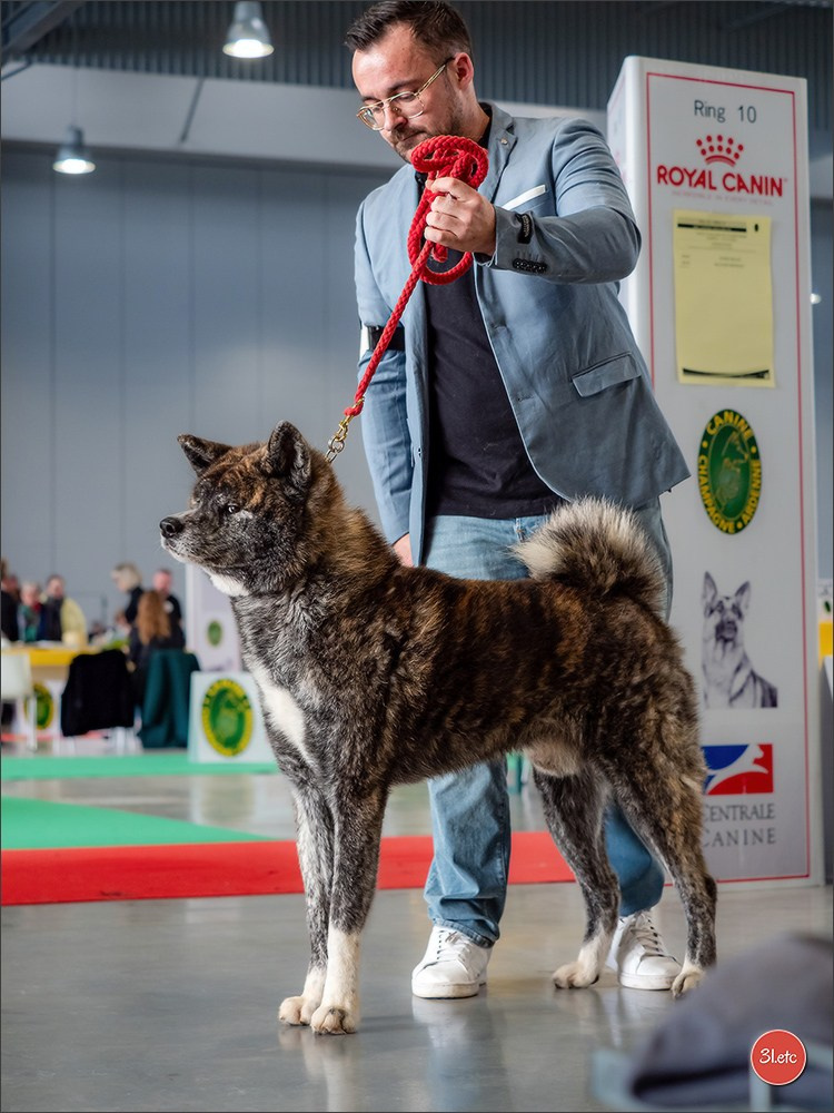 🇫🇷  Chalons en Champagne  🇫🇷  Expo canine  31/01-01/02/2026. Photographe à Strasbourg | Portraits, Studio, Enfants, Événements