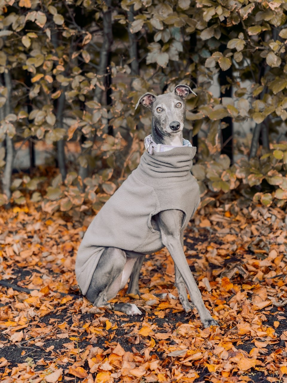 Autumn Dog Portrait Session in Rotterdam. Romantic & Soulful Photography by Natalia Olhova in Rotterdam