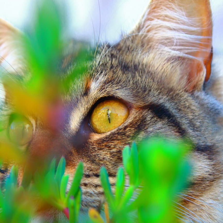 DGallery | Fotógrafo de Eventos, Pets e Bebés no Porto