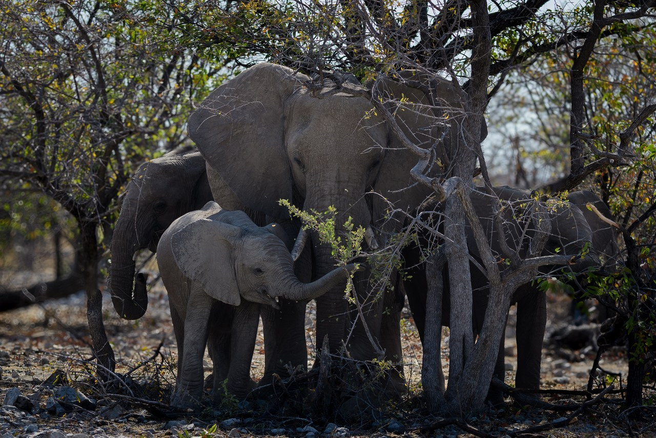 Recenzii. Klausenburg Photography