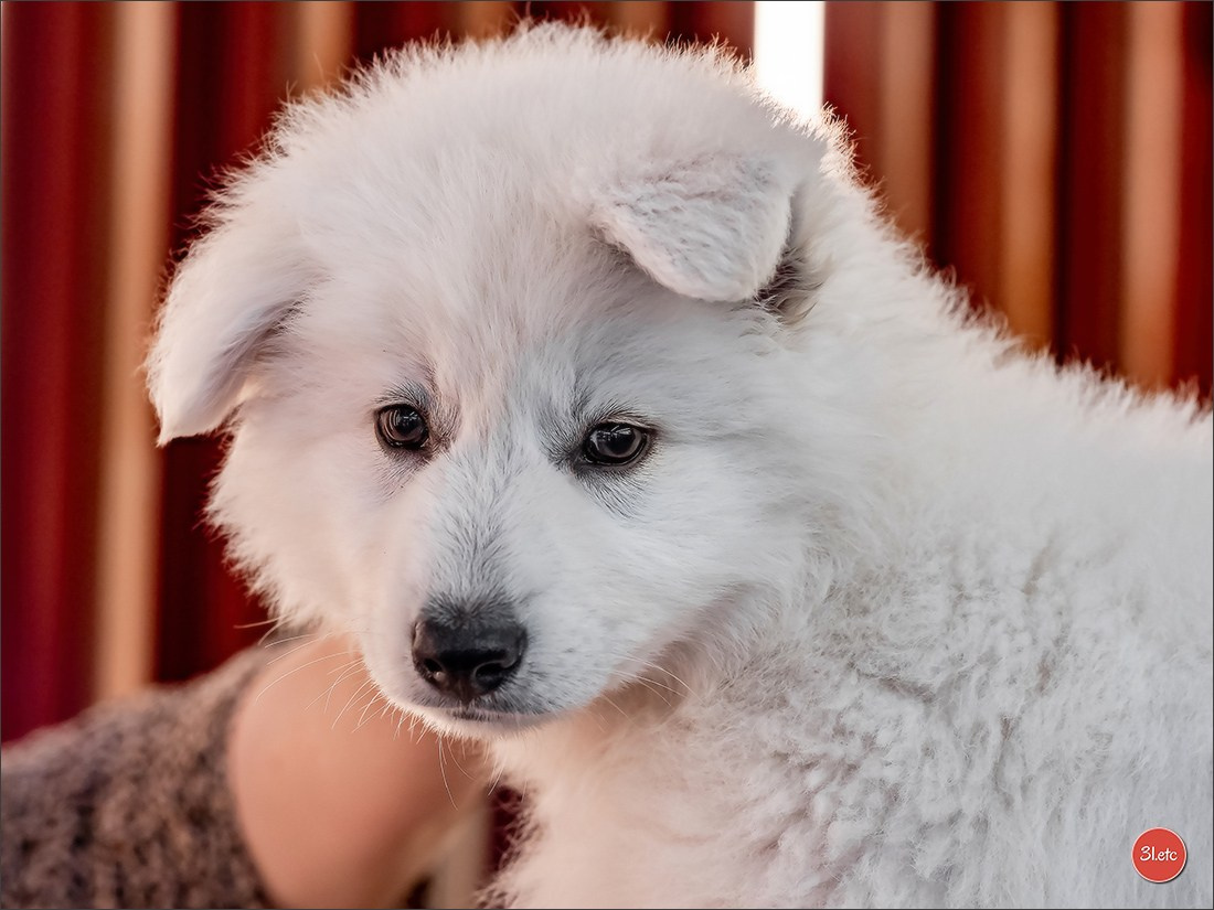 🇫🇷  Perpignan Dog Show  🇫🇷  Expo canine  17-18/01/2026. Photographe à Strasbourg | Portraits, Studio, Enfants, Événements