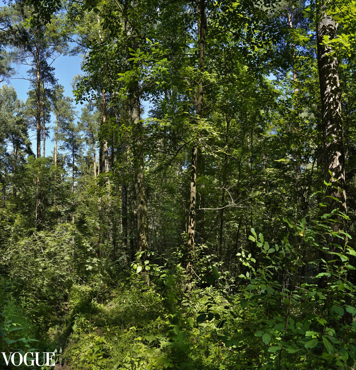 Сказка подмосковного леса. Суть фотографии в стиле изобразительного искусства
