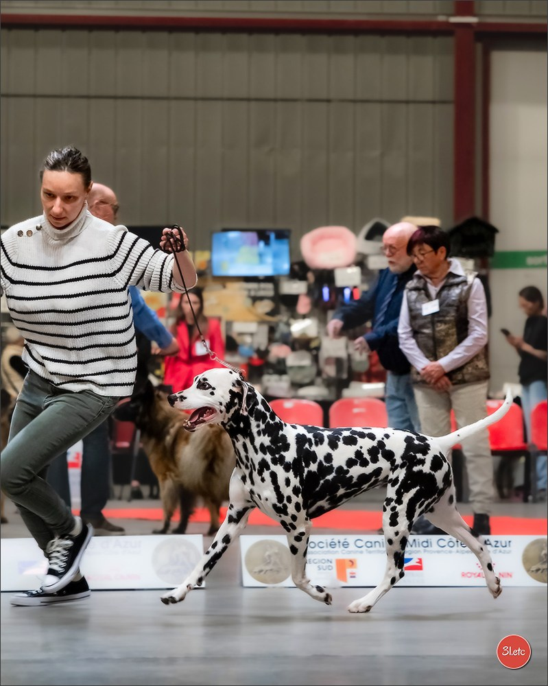 Expo canine 🇫🇷 Martigues  19-20/04/2025. Photographe à Strasbourg | Portraits, Studio, Enfants, Événements
