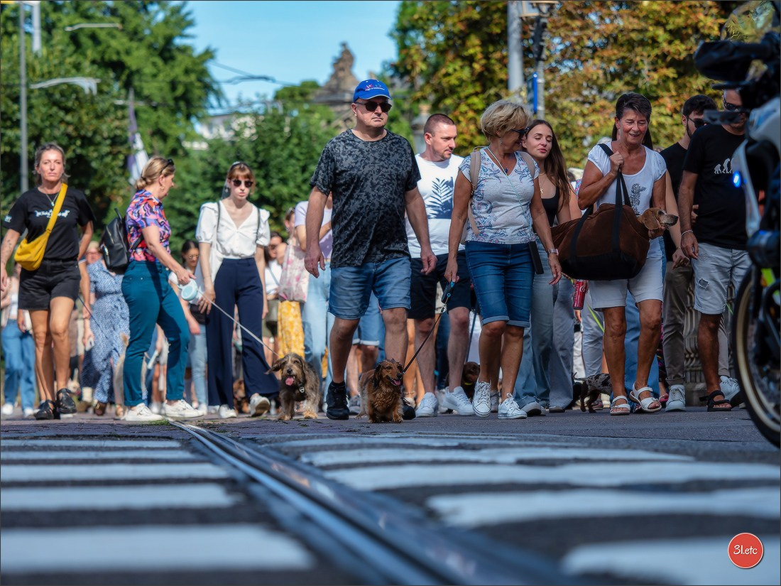 Teckels Parade Strasbourgeoise  Vous pouvez voir le galerie de photos. Photographe à Strasbourg | Portraits, Studio, Enfants, Événements