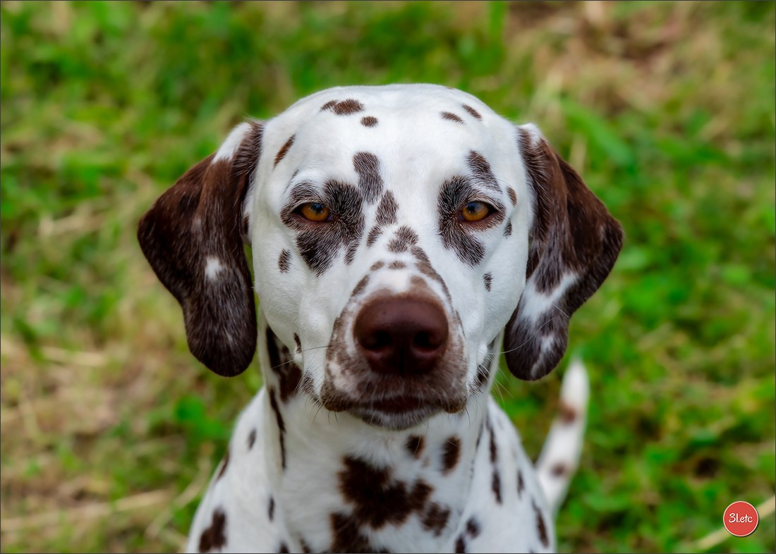 Expo canine 🇫🇷 Valence 03-04/05/2025. Photographe à Strasbourg | Portraits, Studio, Enfants, Événements