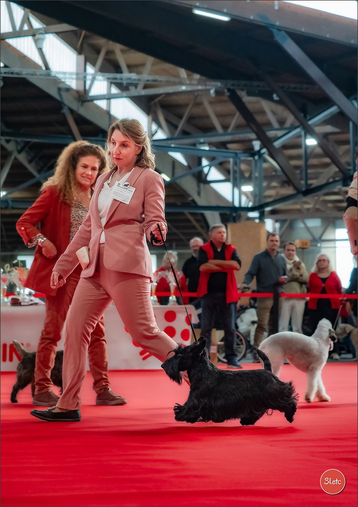 Expo canine 🇫🇷 Poitiers 18-19/10/2025. Photographe à Strasbourg | Portraits, Studio, Enfants, Événements