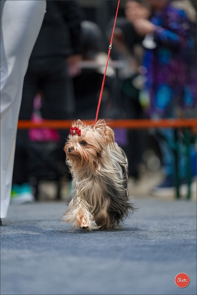 🇱🇺 LUXEMBOURG 🇱🇺 International Dog Show 4-5/04/2026. Photographe à Strasbourg | Portraits, Studio, Enfants, Événements