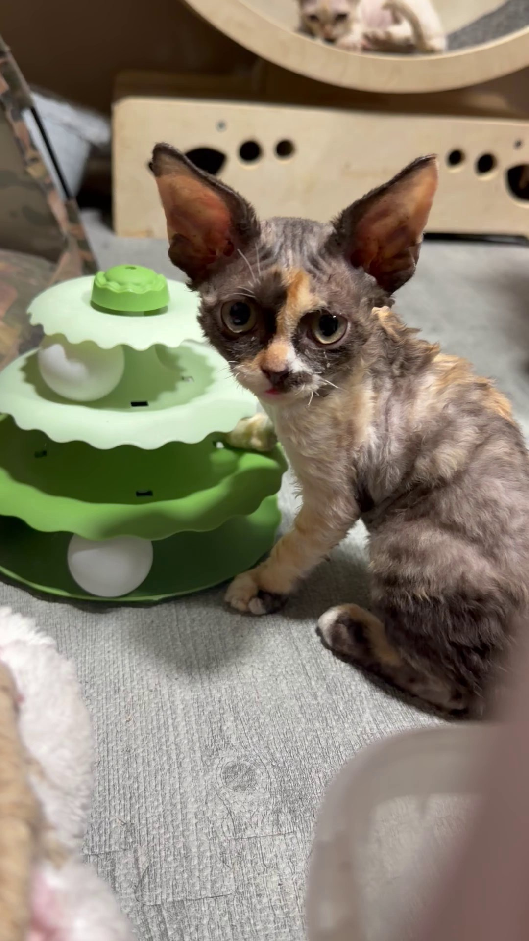 Polly, girl, born 02.11.26. Devon Rex Pixie Cattery