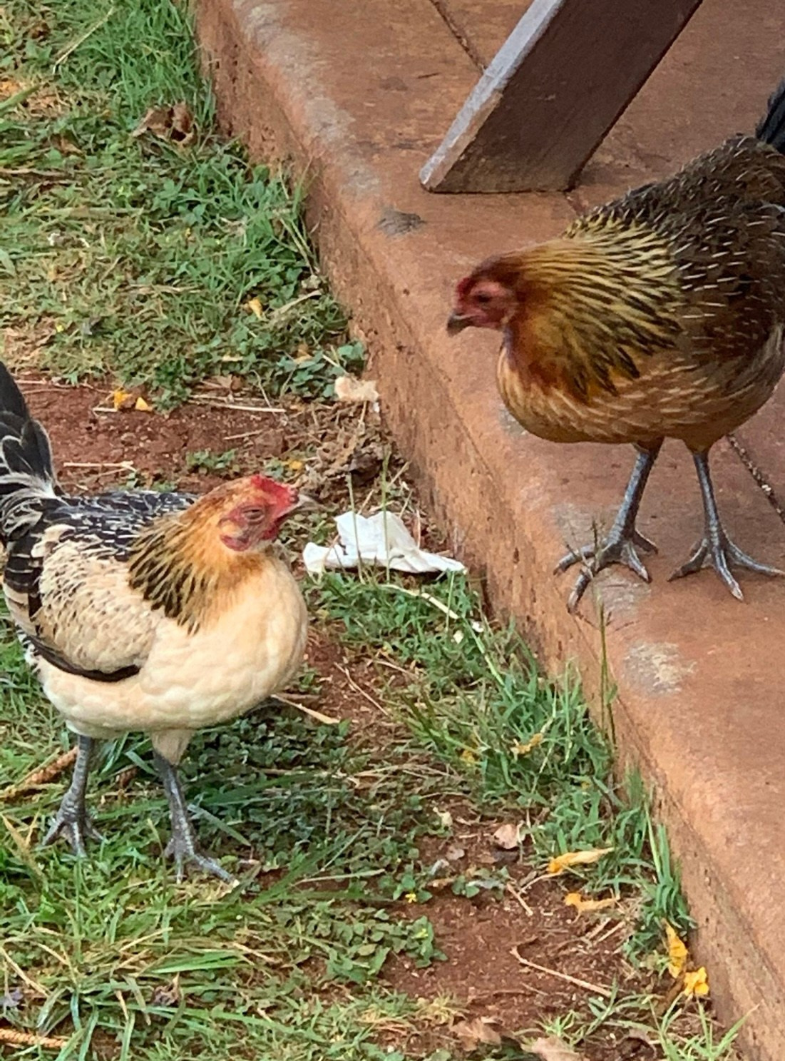 Lens Work From The Field 7