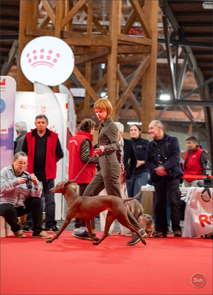 Expo canine 🇫🇷 Poitiers 18-19/10/2025. Photographe à Strasbourg | Portraits, Studio, Enfants, Événements