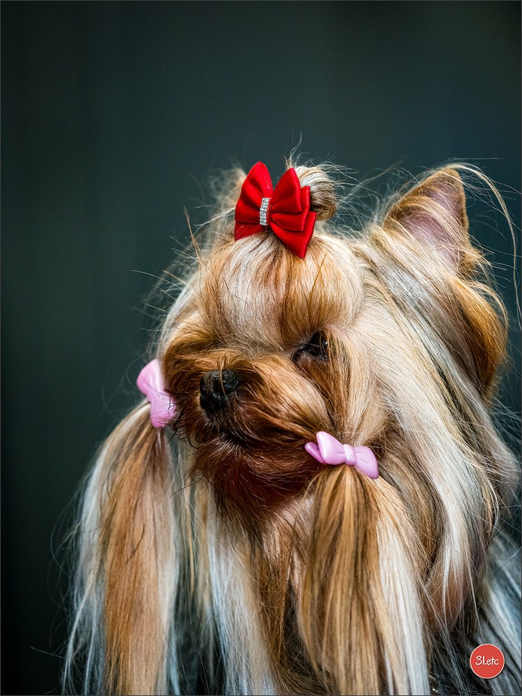 🇩🇪 Offenburg  International Dogshow 09-10.03.24 🇩🇪. Photographe à Strasbourg | Portraits, Studio, Enfants, Événements