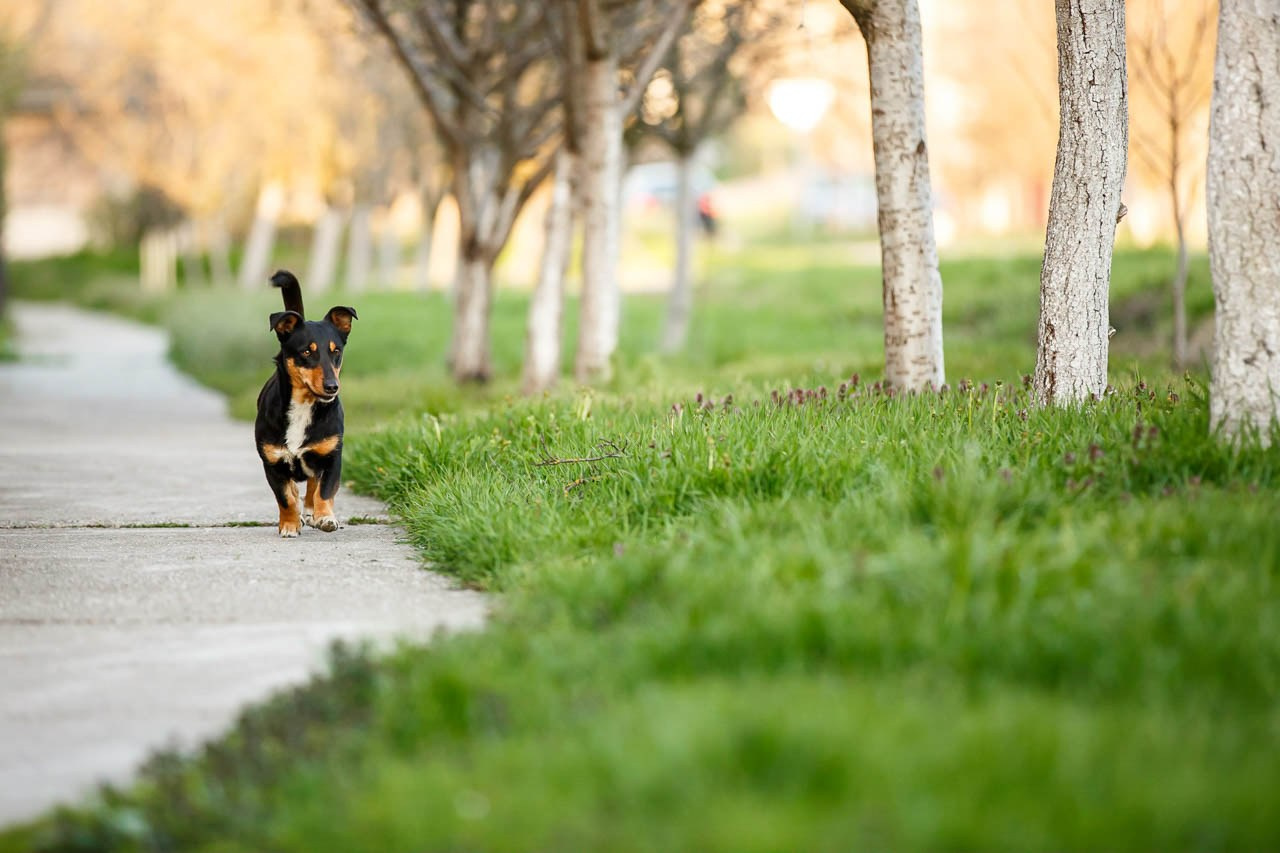 Razigrani pas uživaja u šetnji u prolećnom ambijentu.