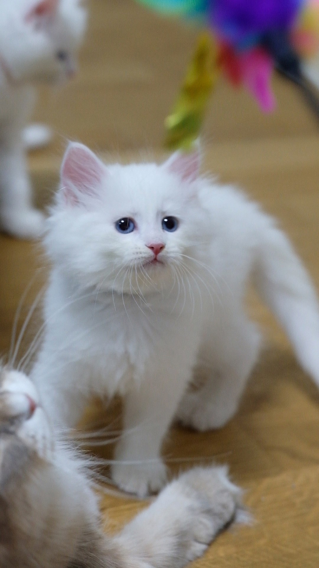 N-Alcor. SIBERIALIS: Katzenzucht von Sibirischen und Neva Masquarade Katzen