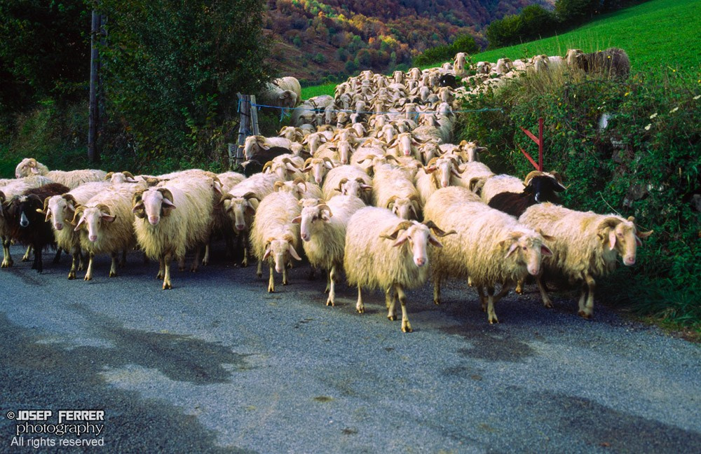 Sheep, Vallée d'Aspe, Pyrenees, France
