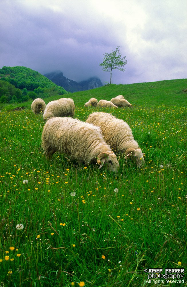 Sheep, Cirque de Lescun, Bearn, France